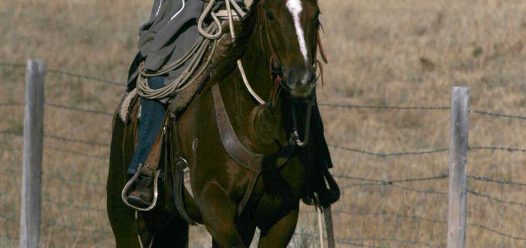 Montana (47)